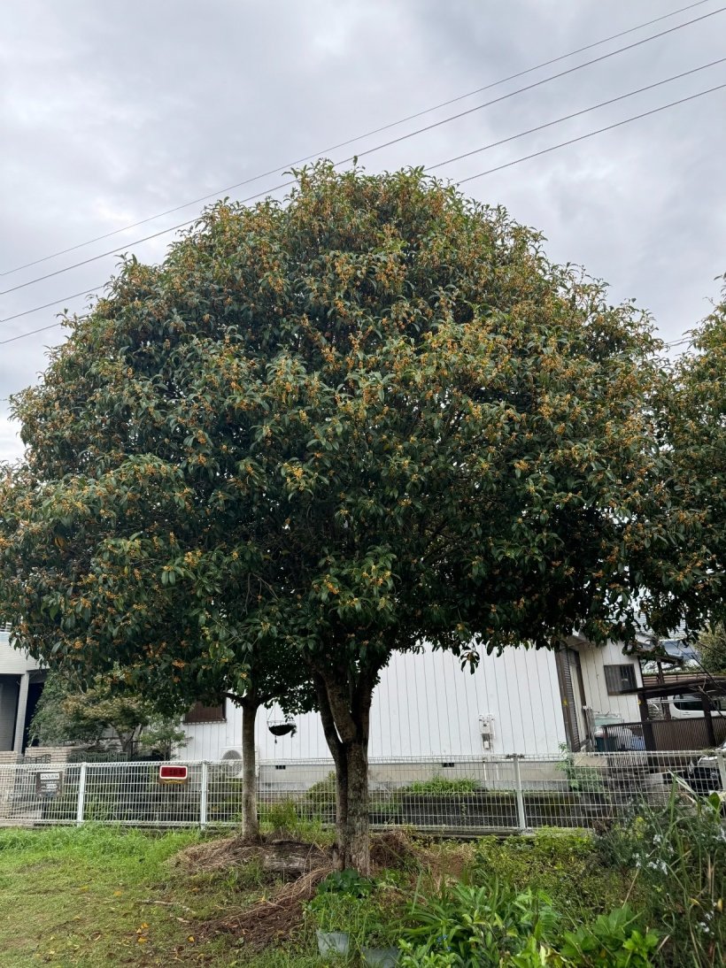 金木犀の木の全体